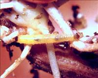 Larva alfinete